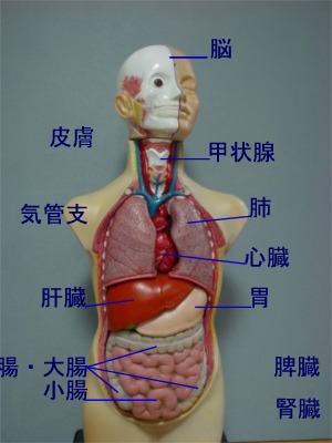 介護塾 身体編 身体の名称 全身 前面